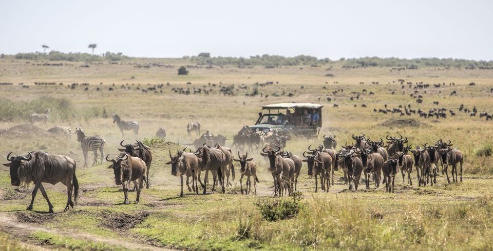 Masai Mara wildebeest Migration Safari