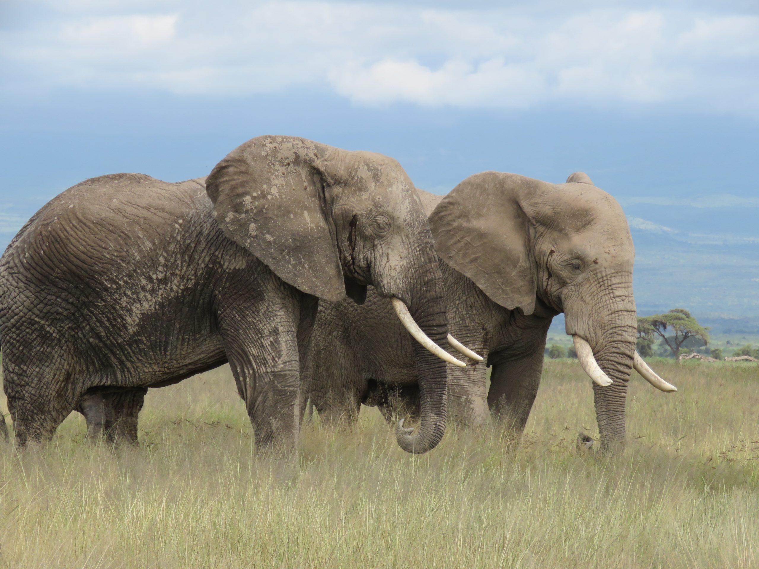 Amboseli National Park day trip - Panora Tours and Safaris Ltd