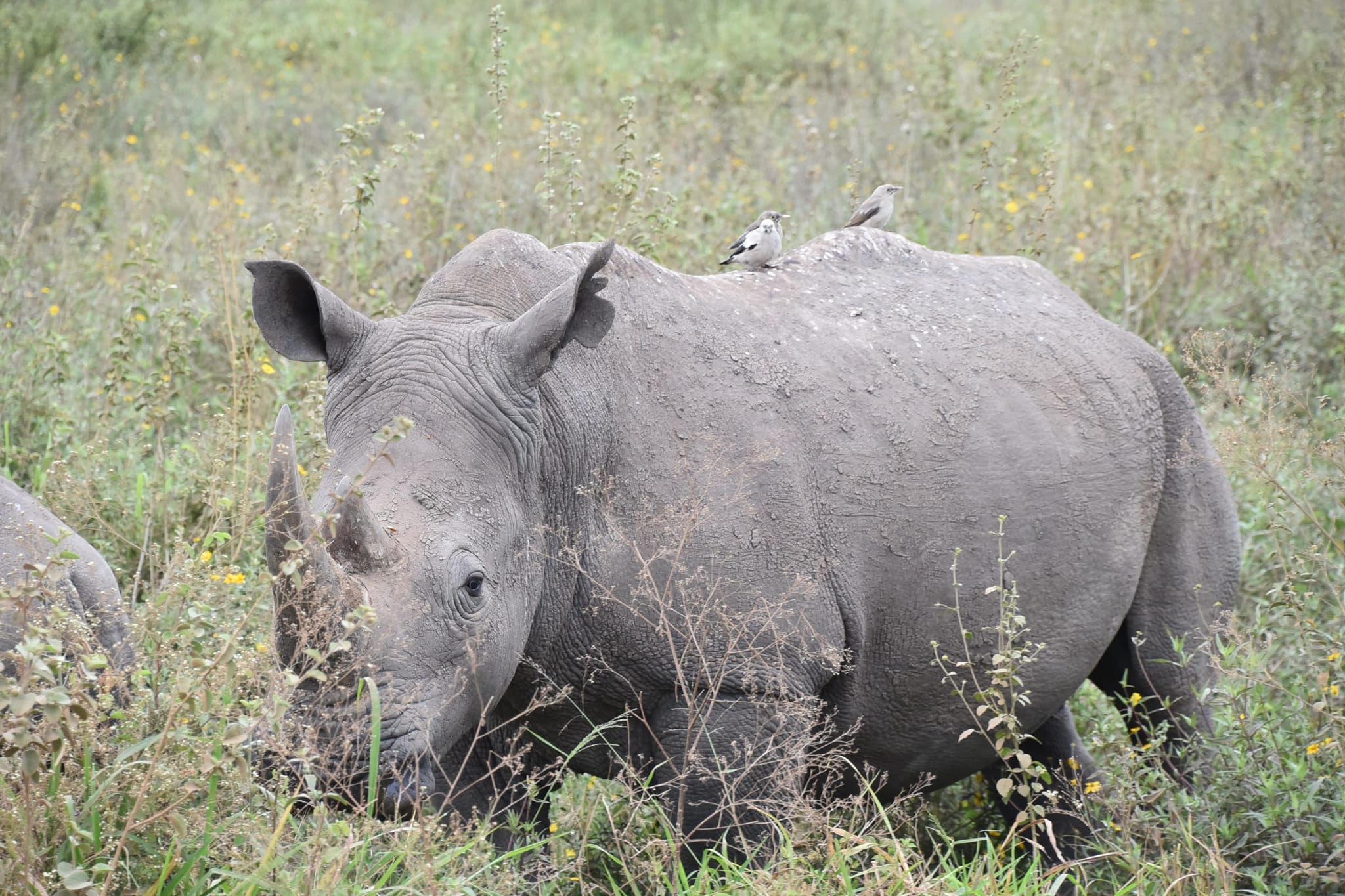 rhino at olpejeta conservancy kenya