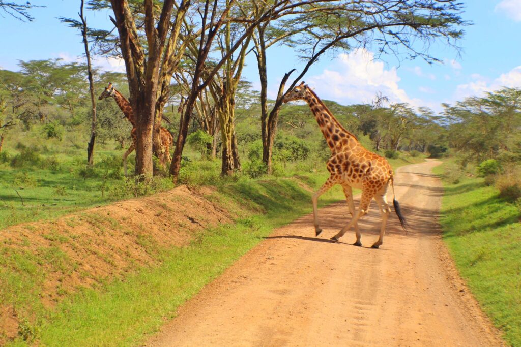 aberdare national park