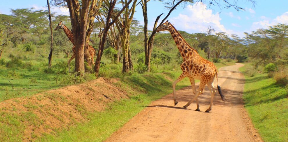 aberdare national park