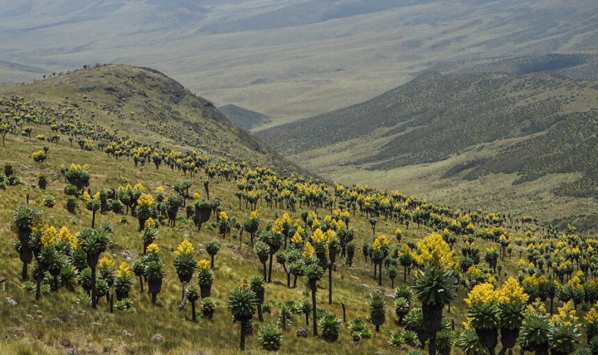 Aberdare National Park Entrance Fee & Safari Packages