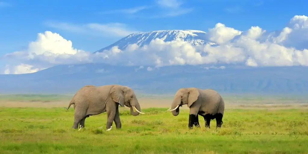 Amboseli national park panora tours and safaris