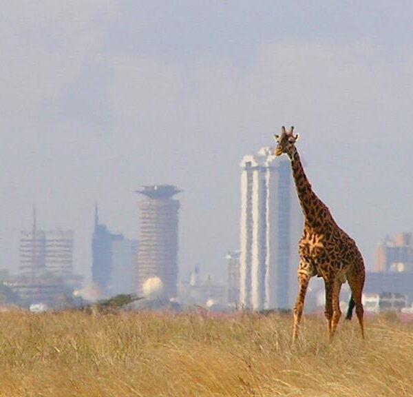 nairobi national park tickets