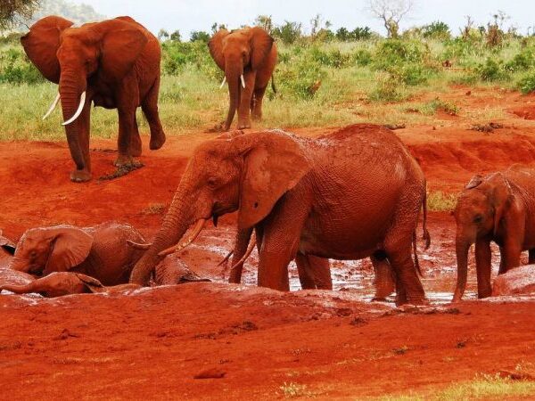 Tsavo west national park