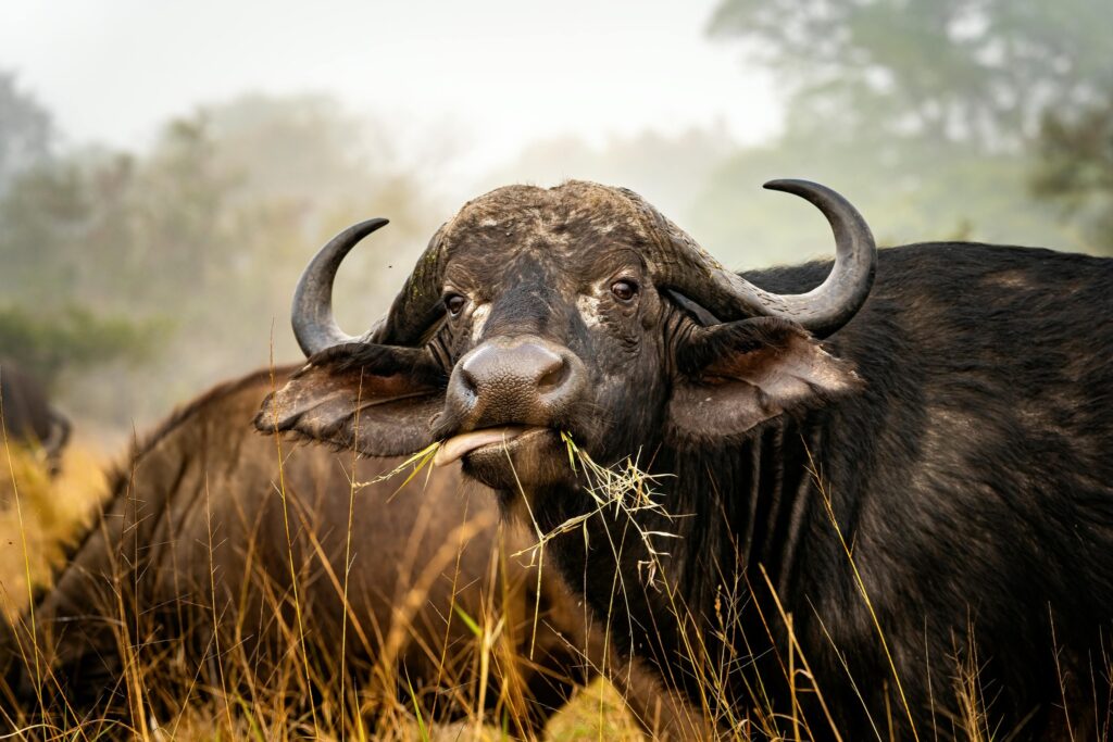 Buffallo at Ol donyo sabuk national park