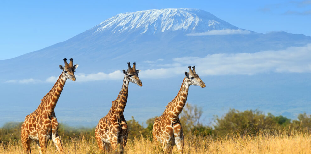 cheap weekend getaways outside nairobi amboseli