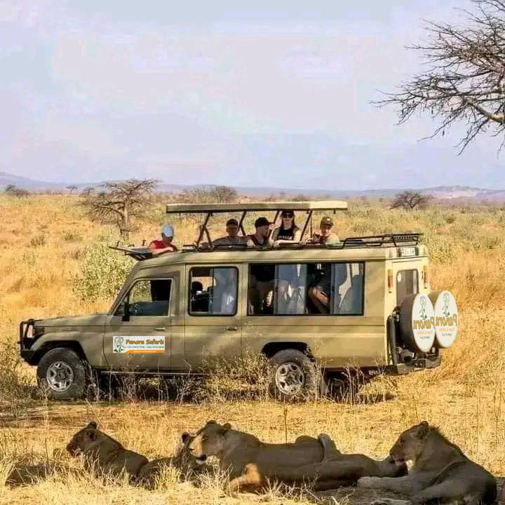 Panora Tours Kenya safari