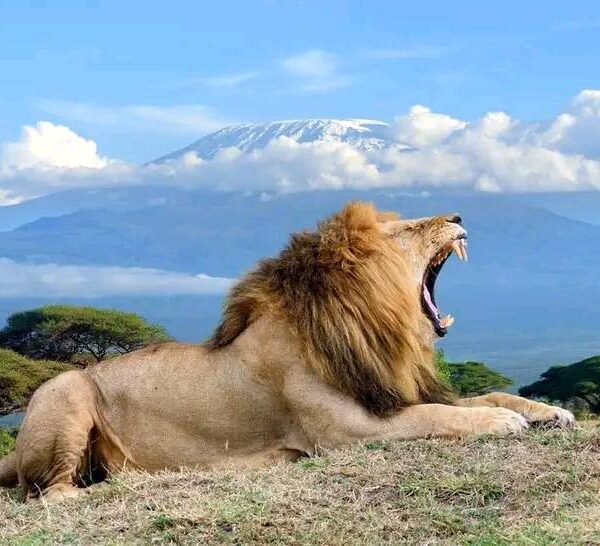 kenya safari lion