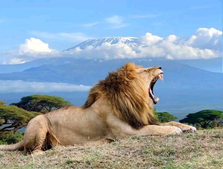 kenya safari lion