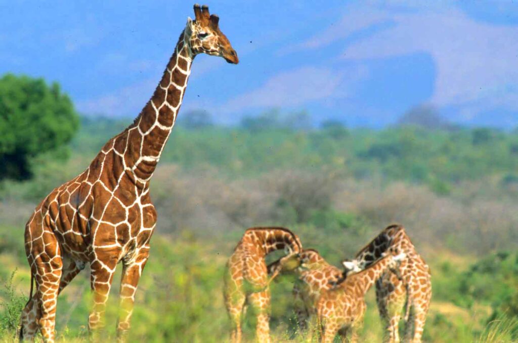 Meru national park