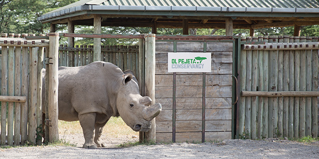 ol pejeta conservancy