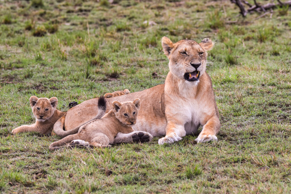 Amboseli national park tour