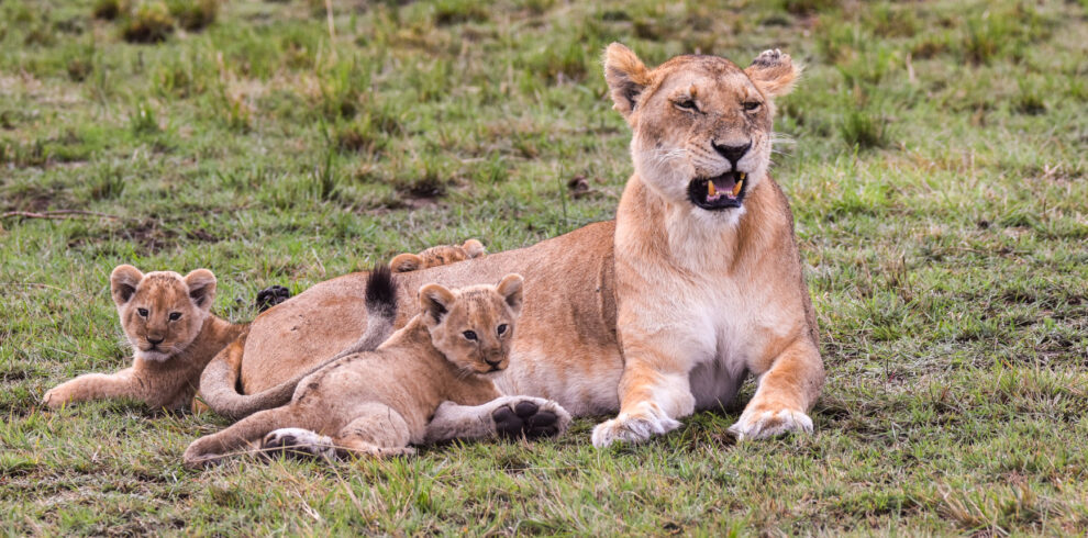 Amboseli national park tour