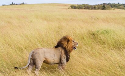 Lion lake nakuru national park