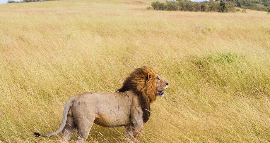 Lion lake nakuru national park