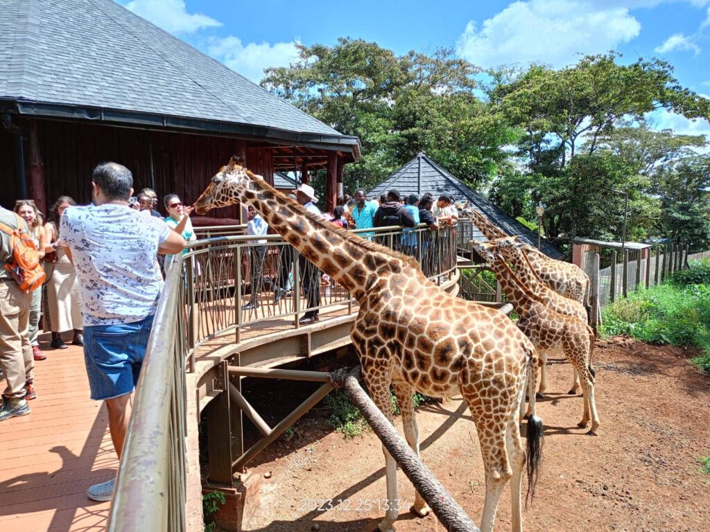 giraffe centre