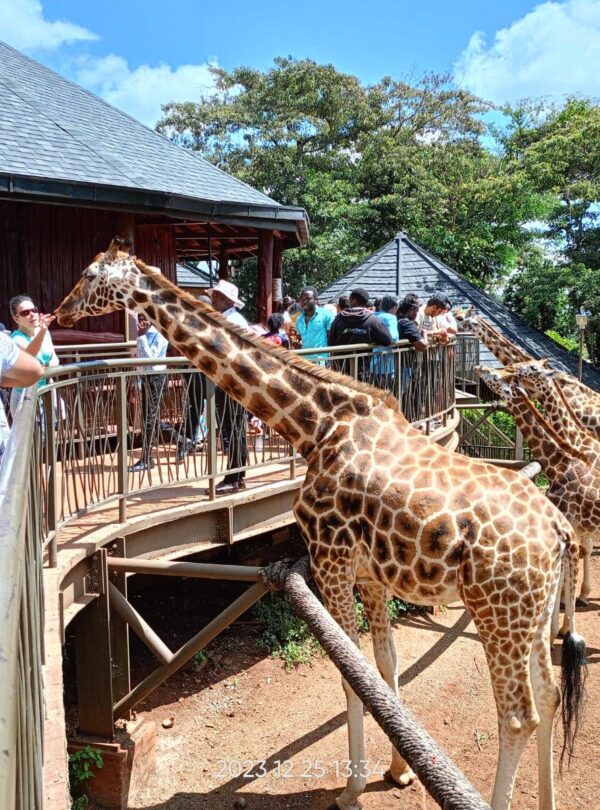 giraffe centre