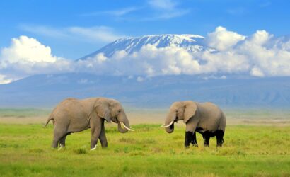 Amboseli safari