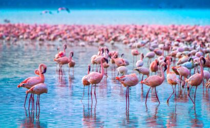 kenya adventure safari at lake nakuru