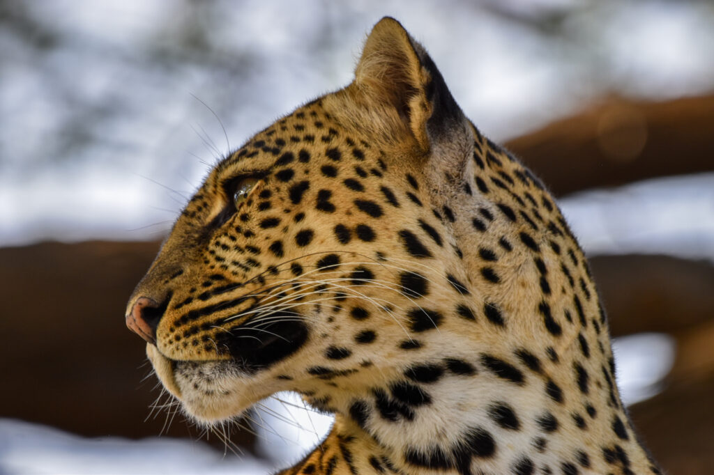 masai mara flying package