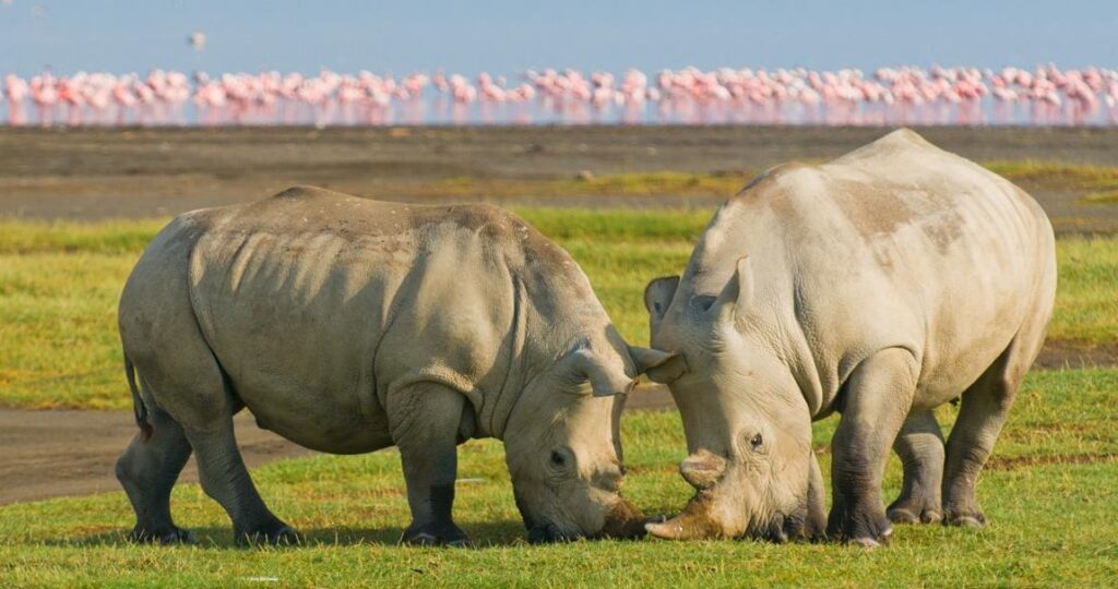Lake nakuru