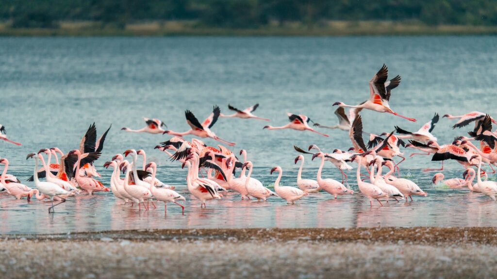 Lake nakuru
