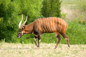 aberdare national park