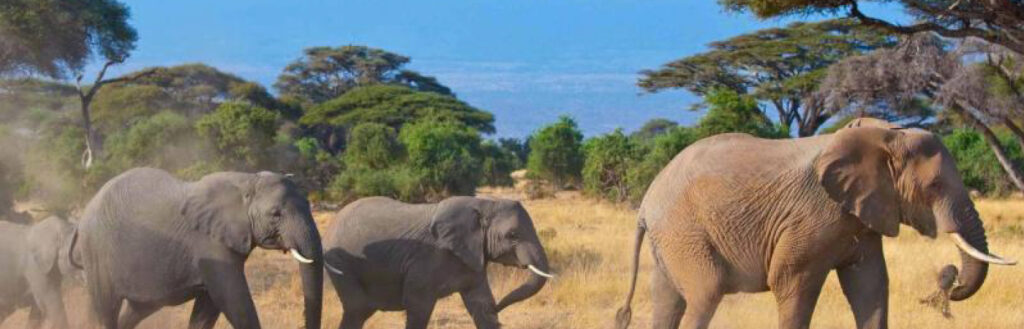 amboseli1