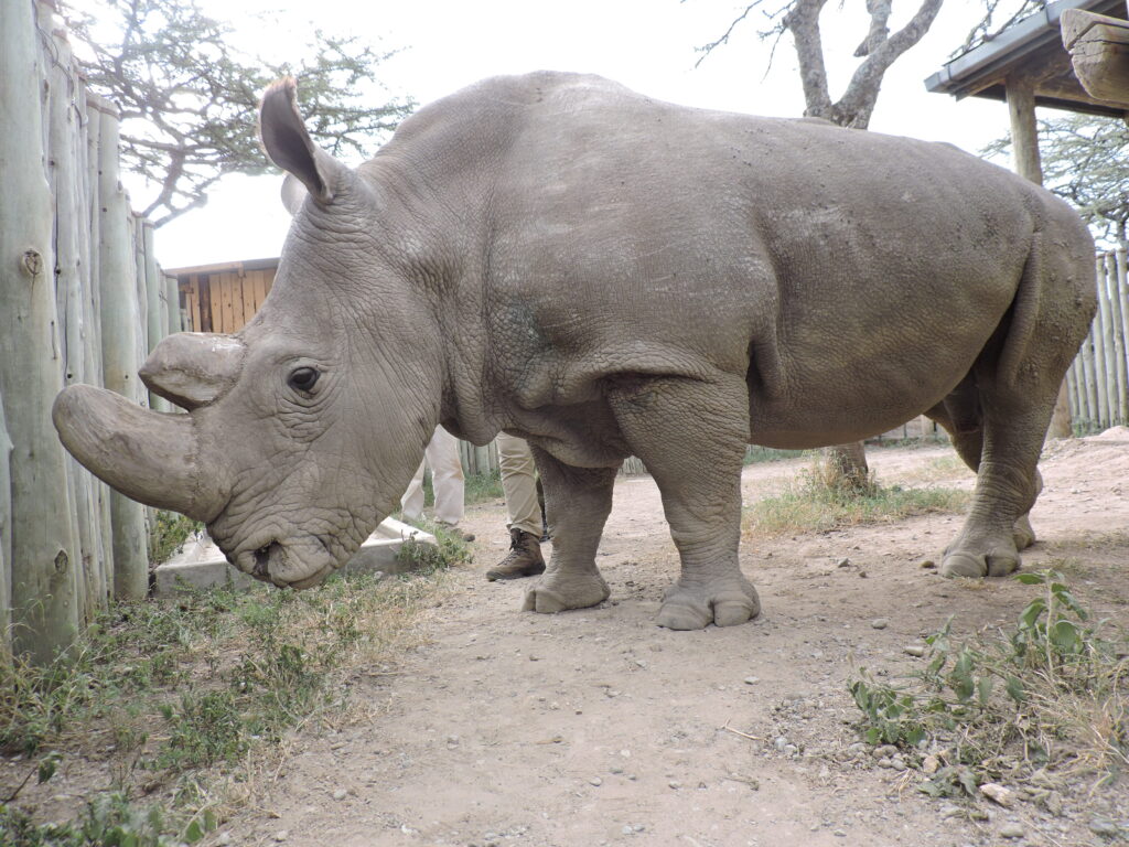 ol pejeta conservancy