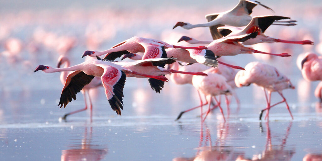 flamingos in lake nakuru national parksss