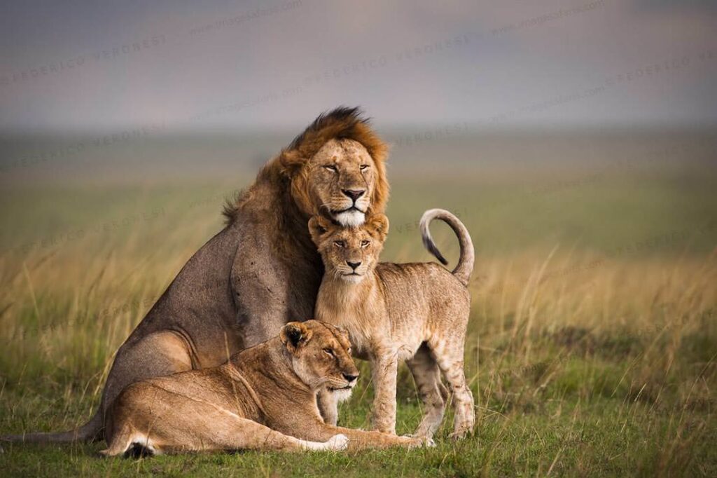 lions in maasai mara