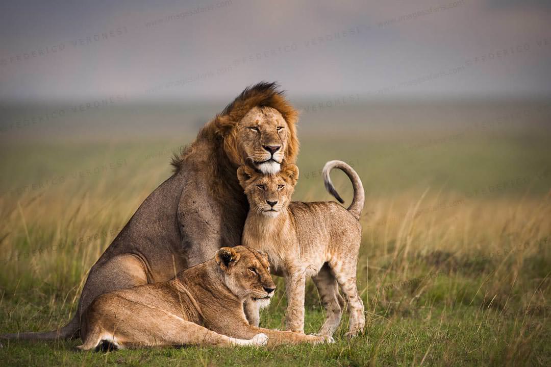 lions in maasai mara1