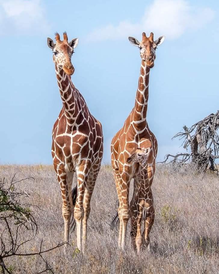 reticulated giraffe