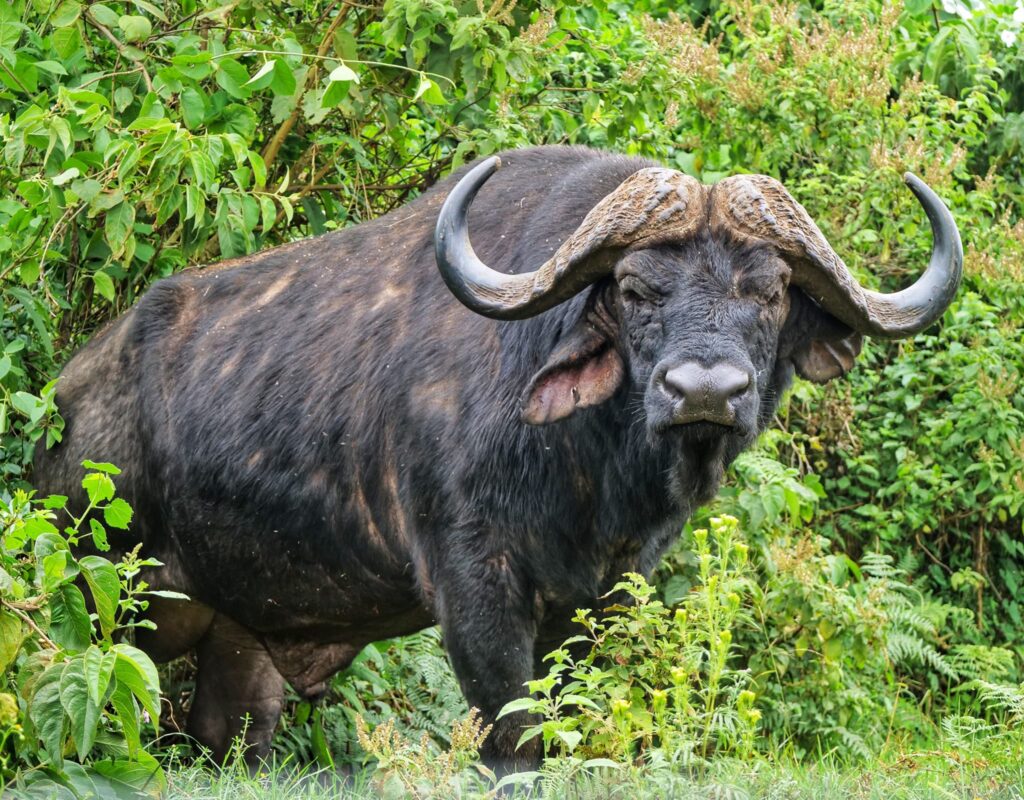 aberd bufalo