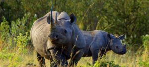 aberdare national park 1920x864