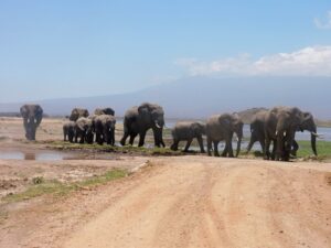 amboseli elephant