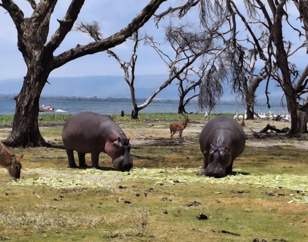 crescent hippo