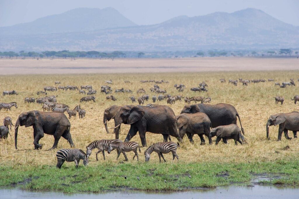 elephants mara
