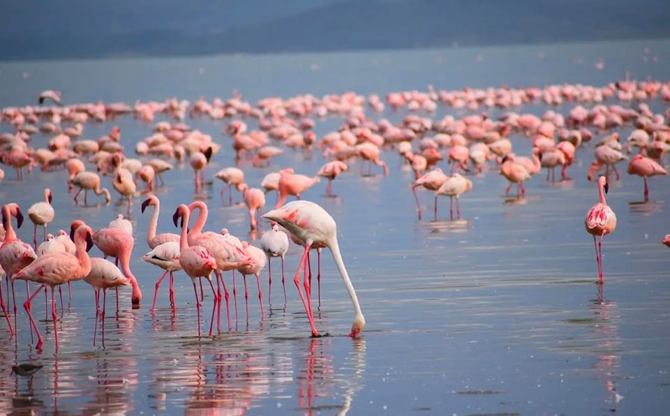 flamingo nakuru2