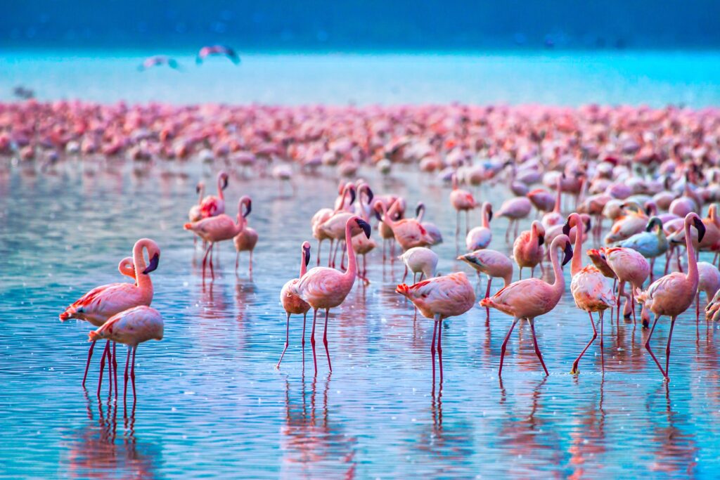 flamingos nakuru
