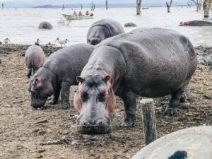 hippo naivasha
