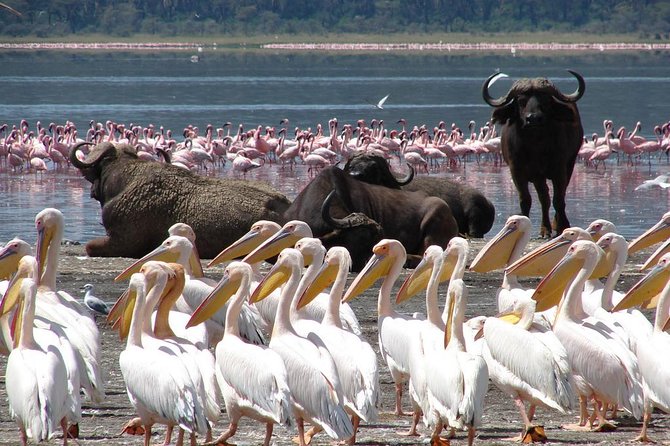 lake nakuru national park animals