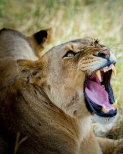lion yawn