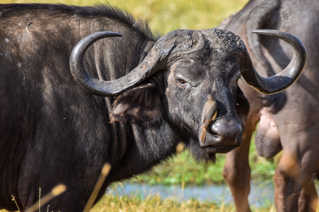 masai mara 24