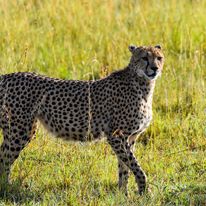 masai mara cheetah