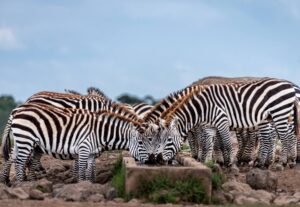 rio the photographer