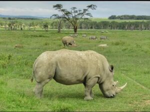 rhino nakuru