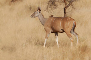 eland in national reserve in kenya