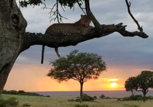 sundowner masai mara